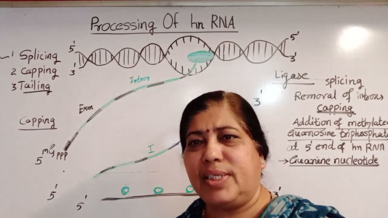 PROCESSING OF hn RNA