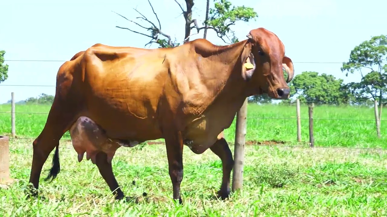 LOTE 22 HAMAÇA B FIV JAGUAR MOURA LEITE 1369 BV