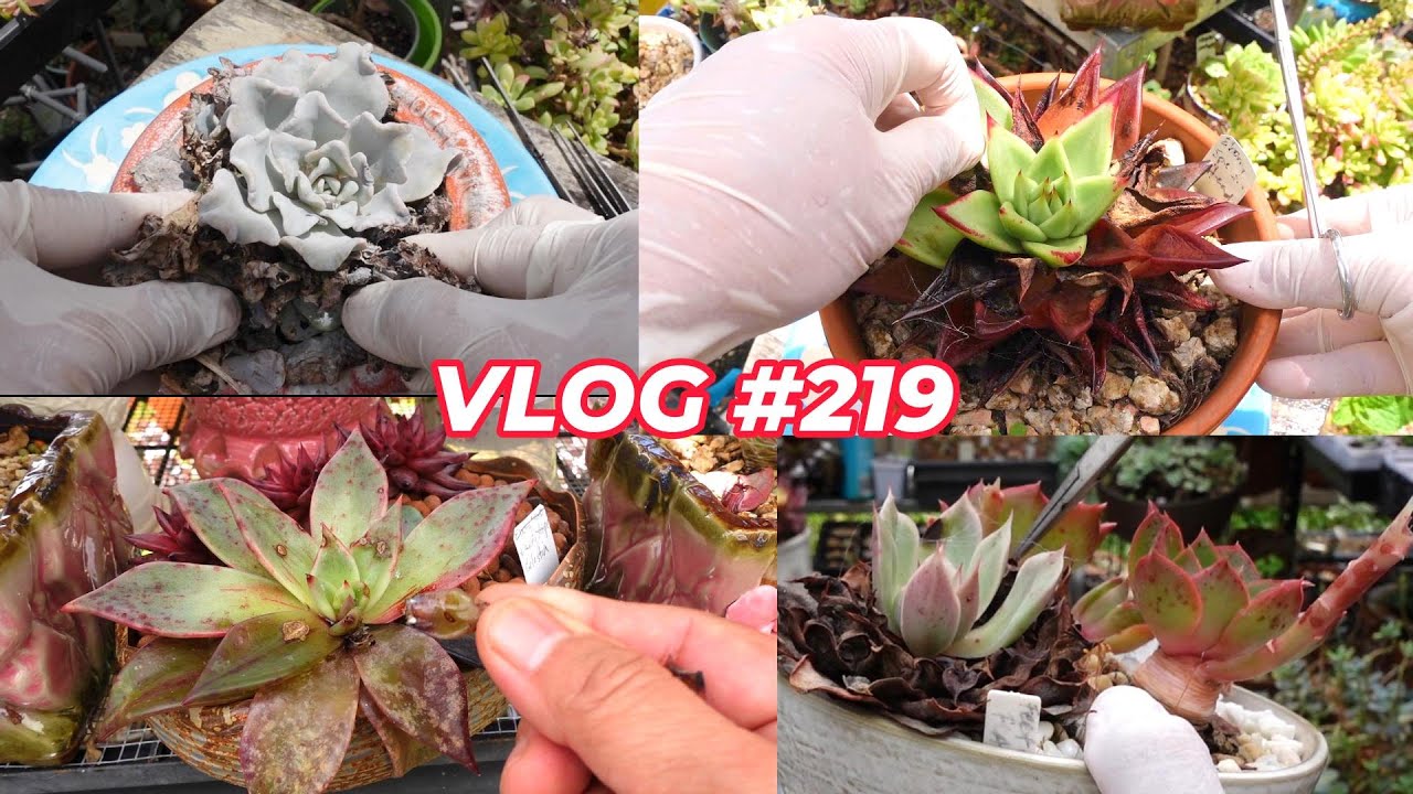 Clean Root Rot Succulents | VLOG #219 -Growing Succulents with LizK