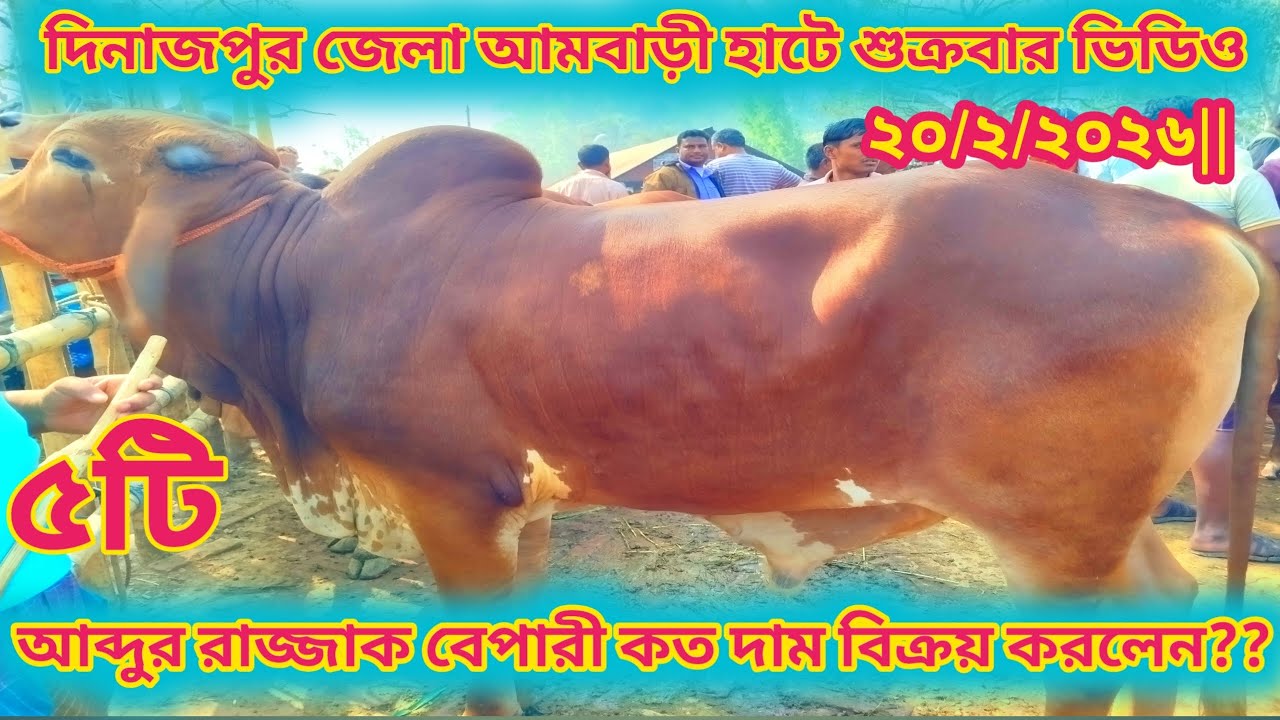  আমবাড়ী হাট সেরা পাম্পার পাঁচটি ষাঁড় গরু কত দামে বিক্রি করলেন আব্দুর রাজ্জাক বেপারী #cow #animals 