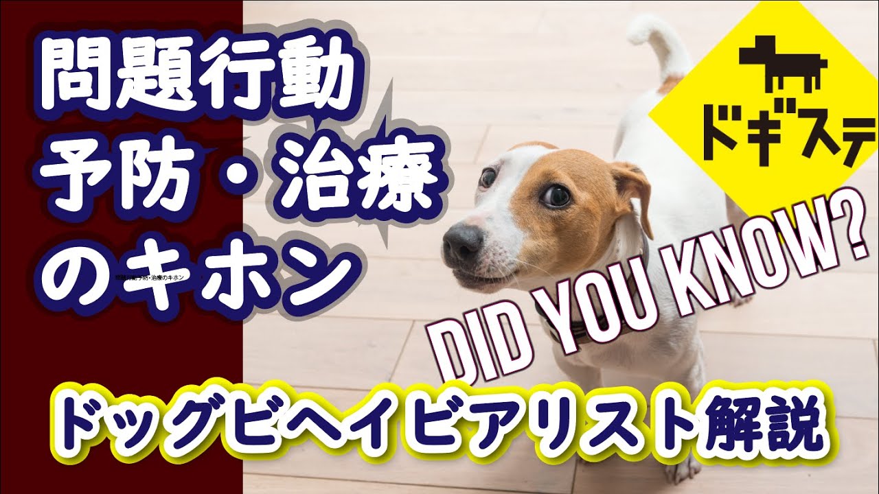 犬の問題行動を予防・治療するために知っておくべき基本てきなこと ：DOGGY STATION Vol.181/犬のしつけ・問題行動・犬の心理学・犬の行動学・ドッグビヘイビアリスト