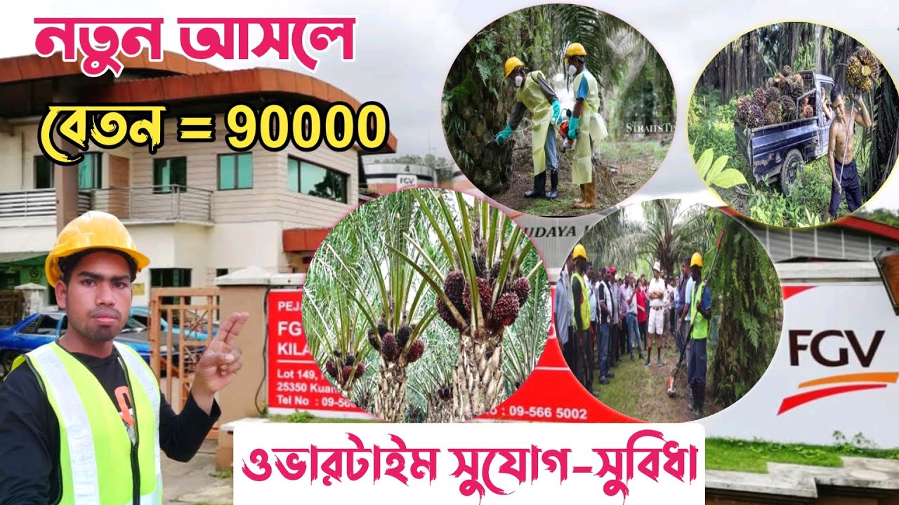 মালয়েশিয়া FGV Plantation Company তে আসবেন | বেতন কাজ সম্পর্কে সকল তত্ত্ব জানুন প্রবাসীদের মুখে