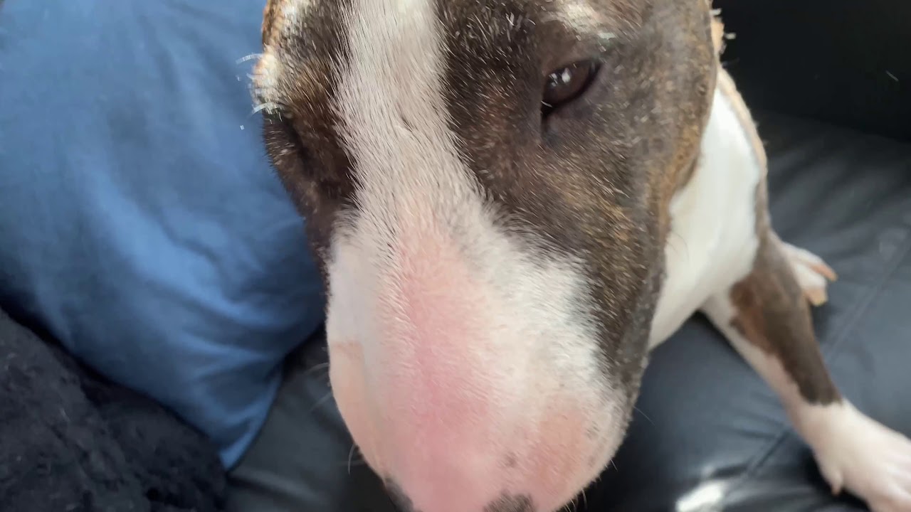 Sturheit des Miniatur Bullterriers  4K