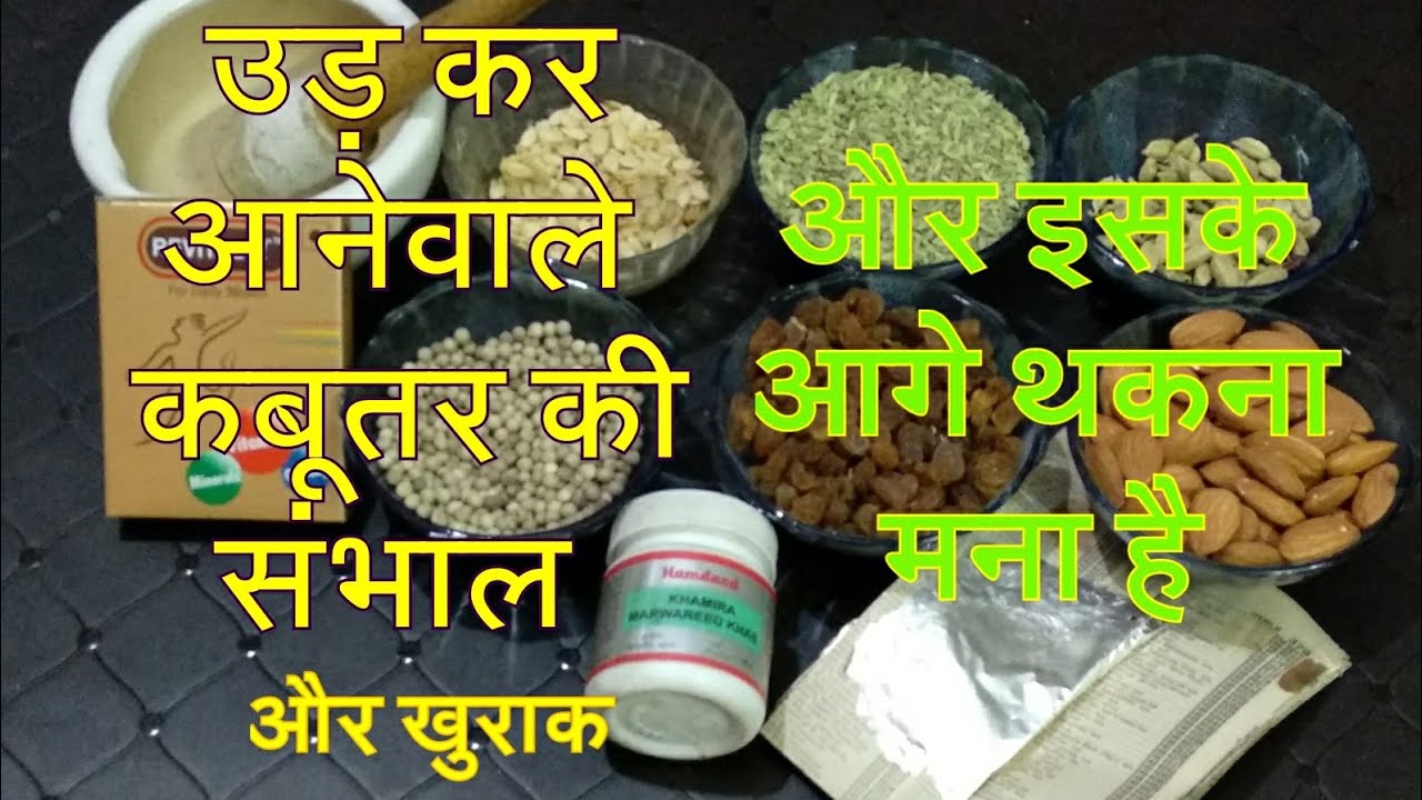 Kabootar Udkar aane wale  ki sambhaal aur uski khurak