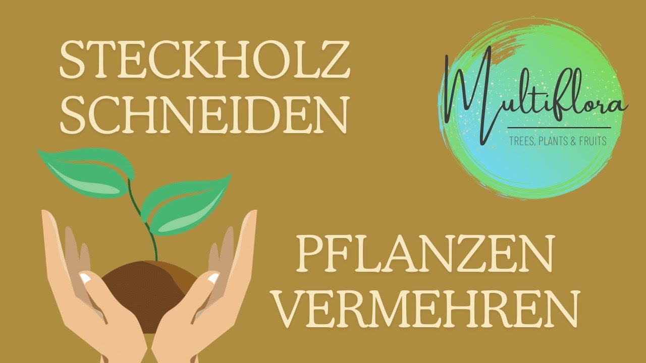 Steckholz schneiden, Pflanzen vermehren