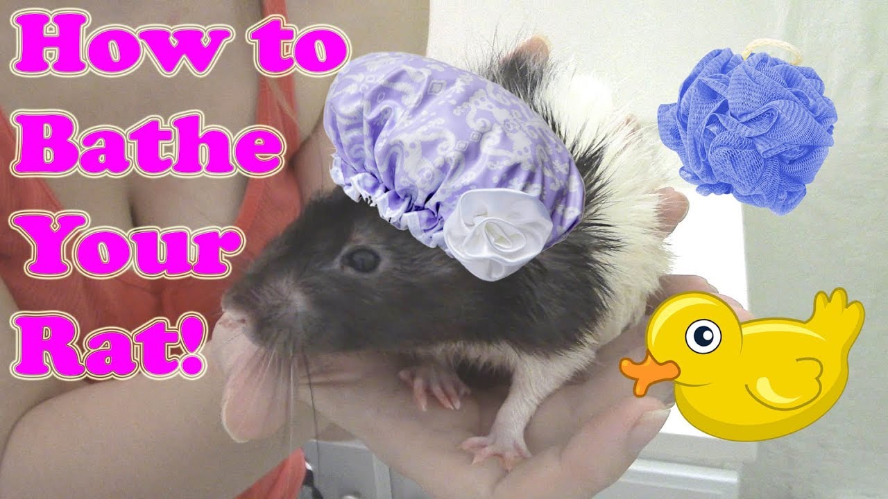 HOW TO BATHE YOUR RATS! -Pet Care