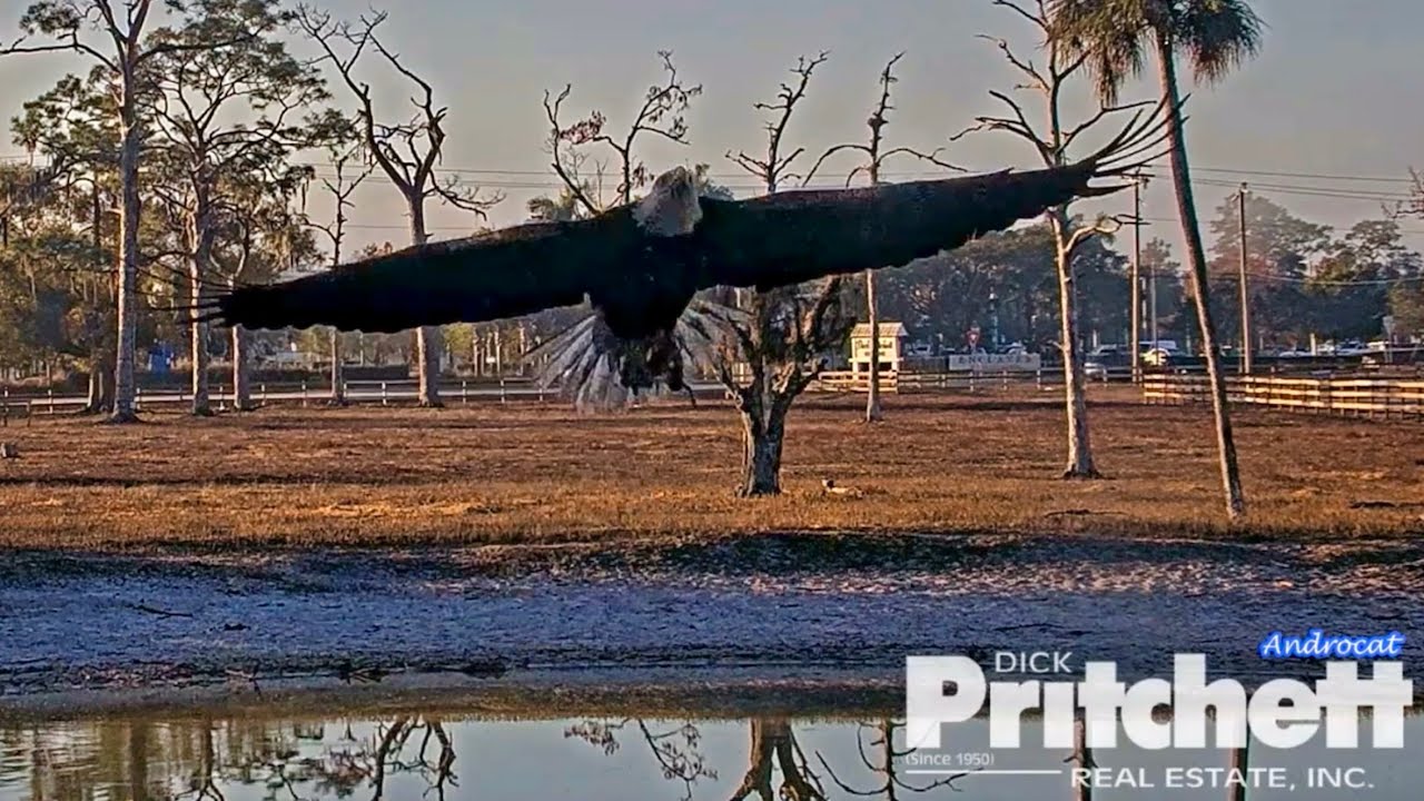 SWFL Eagles 2-16-26.  M15 CATCHES TWO FISH at the PASTURE POND!  Feeds 2nd Fish to E26! 🐟😋🐟