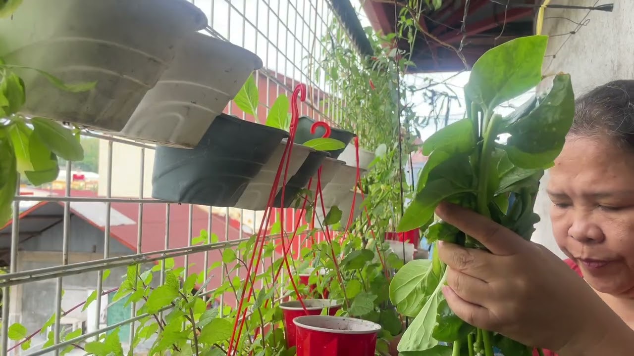 Nag harvest ako ng gulay 