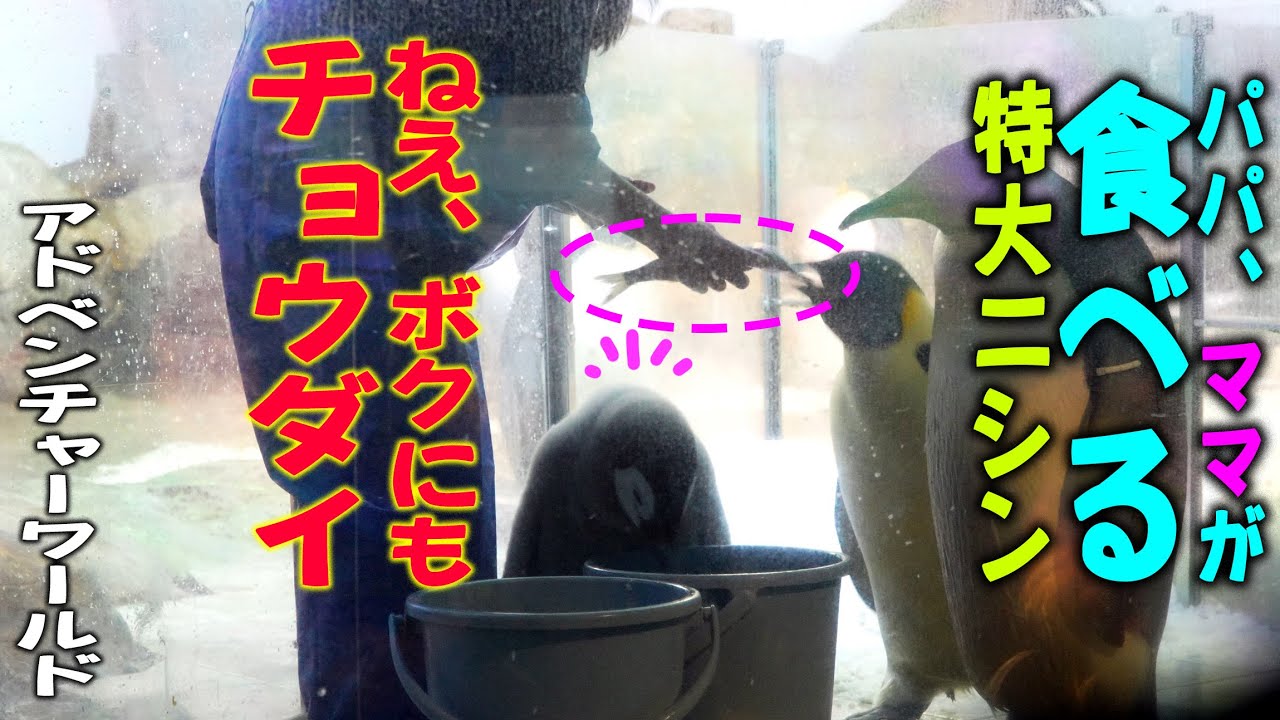 【バケツ顔突っ込み物色】「ねぇ、ボクにもちょうだい！」親の食事中… 赤ちゃんが欲しがった「飲み込めない特大ニシン」