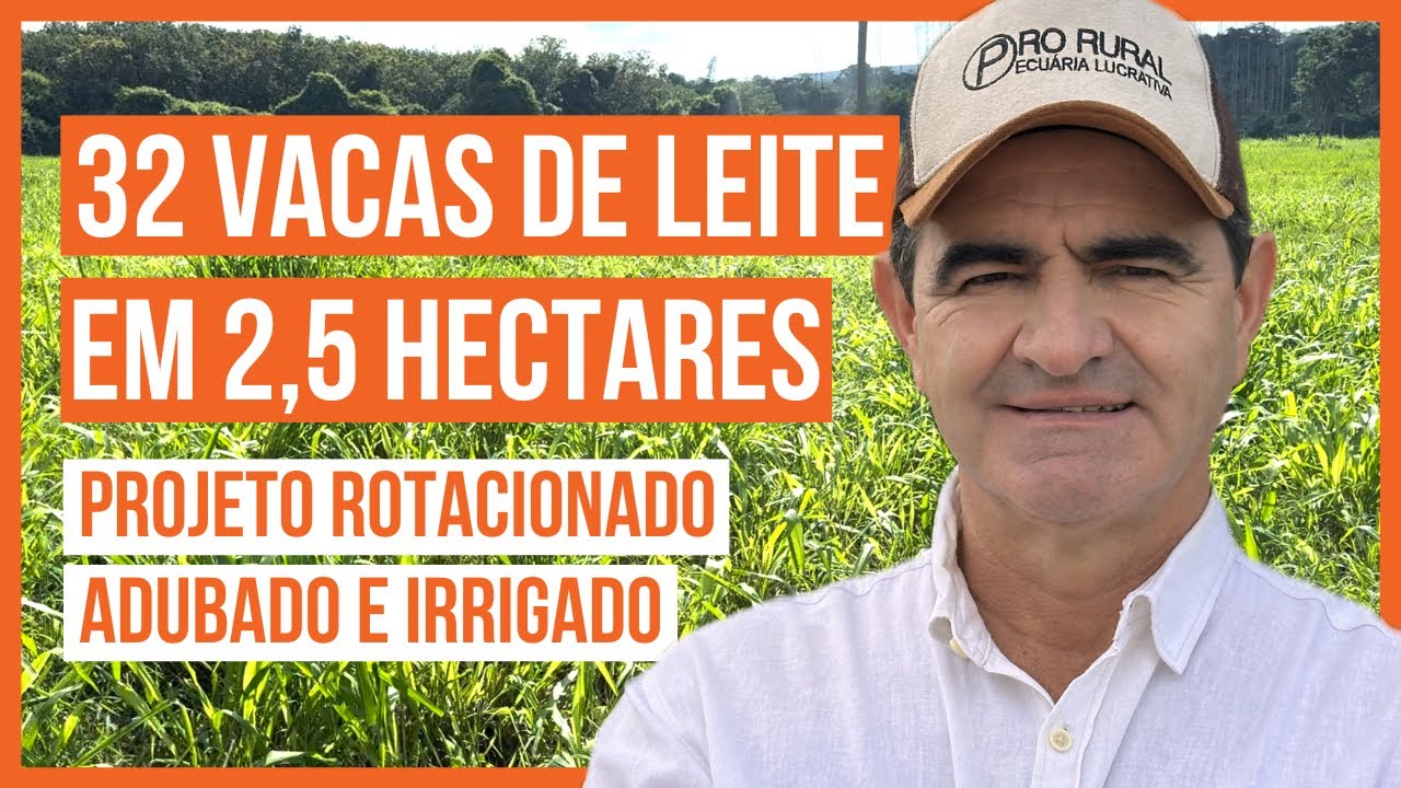 32 VACAS DE LEITE EM 2,5 HECTARES - PROJETO ROTACIONADO ADUBADO E IRRIGADO 