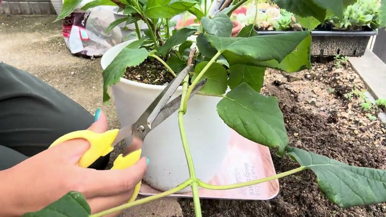 【あじさい】アナベルの挿し木作業