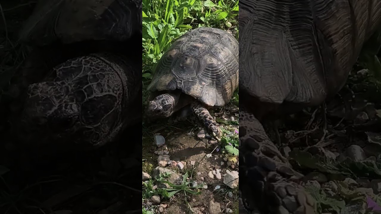 A wild tortoise eating (Athina, Greece)