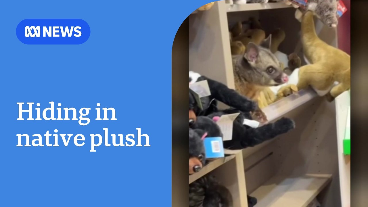 Possum found on giftshop shelf with furry fake friends | ABC NEWS