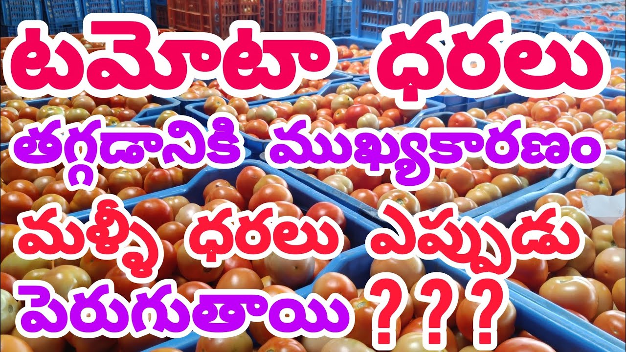 టమోటా ధరలు తగ్గడానికి ముఖ్యకారణం|మళ్లీ ధరలు ఎప్పుడు పెరుగుతాయి❓❓