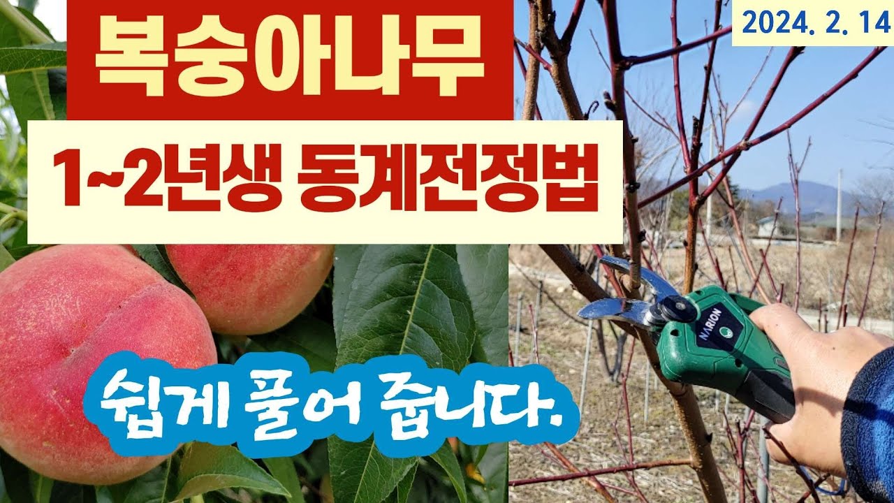 복숭아나무 1년생, 2년생 전정방법 (2년차, 3년차 동계전정)