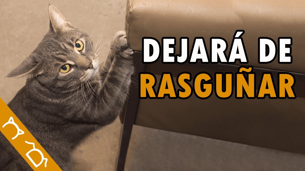 Cómo Evitar Que Mi Gato Arañe Los Muebles ft @encantadoradegatos5785