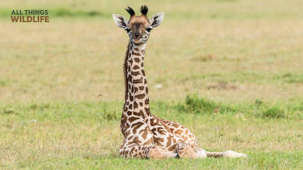 Title: Why Giraffes ONLY Sleep for 5 Minutes! The World’s Shortest Power Nap