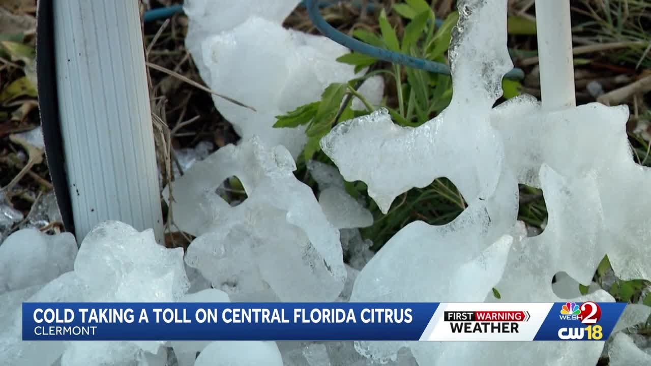 Central Florida citrus farmers say cold could be crushing