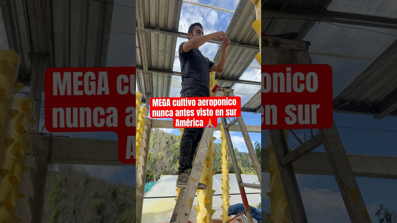 Cultivo aeroponico m&aacute;s grande de Suram&eacute;rica 🚀🙏🏽#aeroponia #shortviral