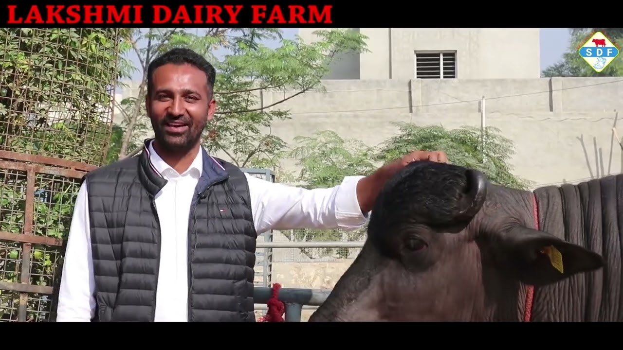 Murrah Bull   Tikait  🌹🌹 Lakshmi Dairy Farm
