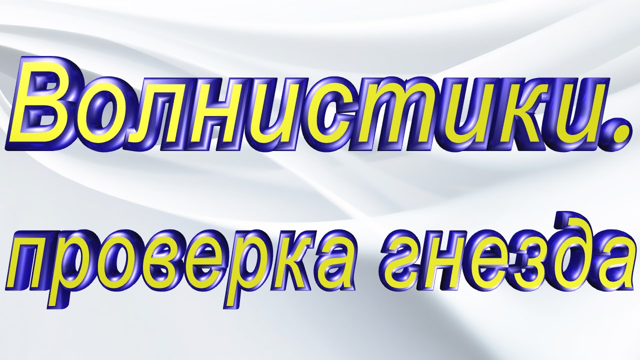 Волнистые попугаи, проверка гнезда  ч.3