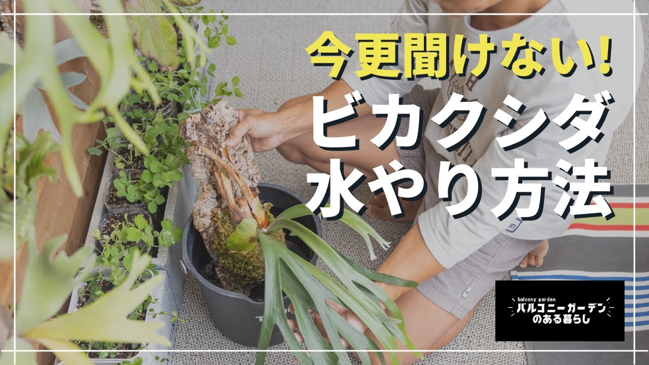 【管理術】ビカクシダの基本的な水のやり方と綺麗に育てるコツ