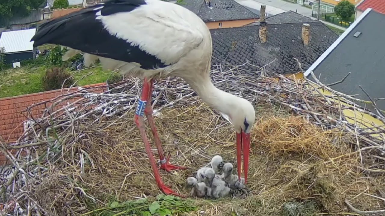 Storks Dad breakfast feeding | White Storks (Hungary) | May 12, 2025