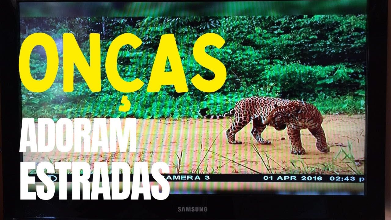 ONÇAS CAMINHAM PELAS ESTRADAS DOS CAMPOS AMAZÔNICOS