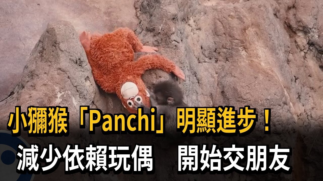 日本小獼猴「Panchi」明顯進步！ 減少抱玩偶開始交朋友－民視新聞