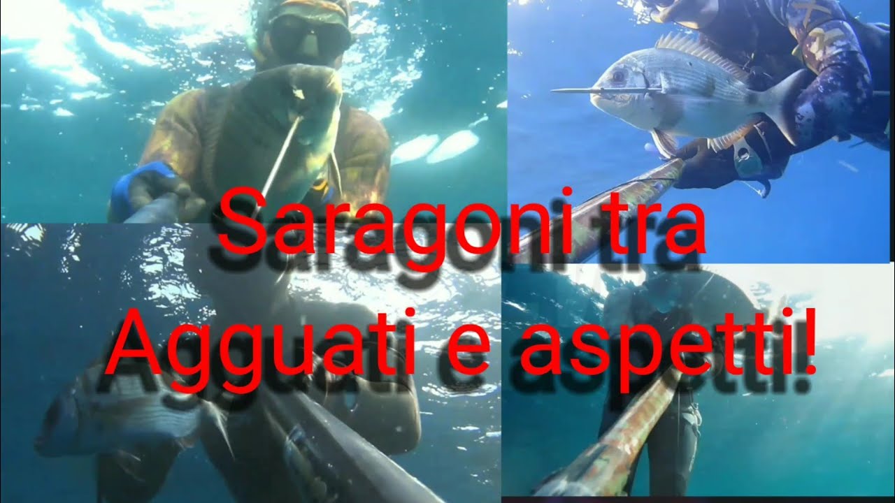 Pescasub. Saraghi tra agguati e aspetti, con cattura finale da record personale..