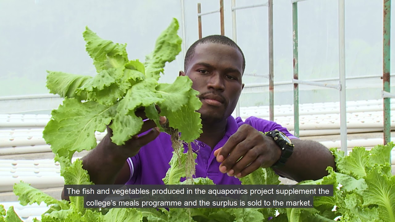 Climate Innovation - Aquaponics farming at the College of Agriculture, Science and Education (CASE)