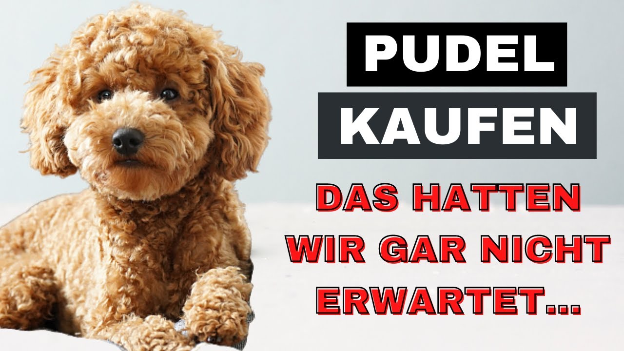 Pudel kaufen – Das hat uns niemand gesagt – Überraschungen & Komplikationen