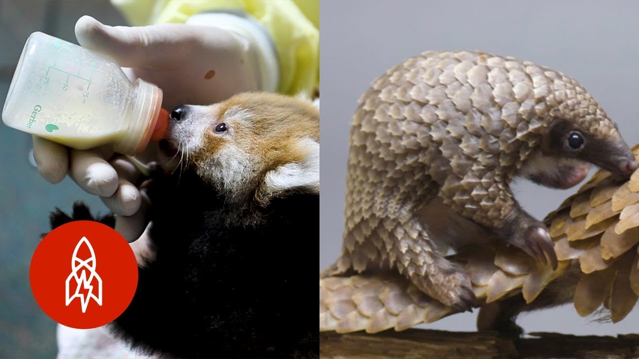 Taking Care of the World’s Baby Animals