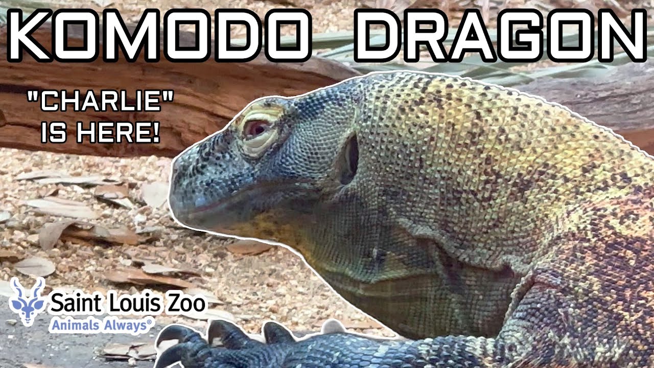 Charlie The Komodo Dragon Is At The St Louis Zoo! The Wait Is Over!