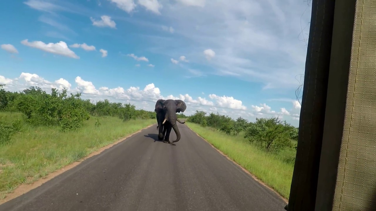 Elephant Chase in Kruger Park