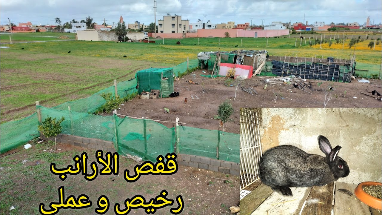 ولاعة الارانب لا زالت مستمرة جولة ممتعة❤
