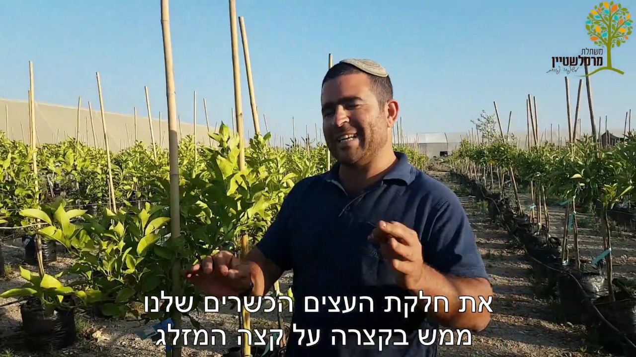 עצי פרי כשרים ללא חשש עורלה וכלאיים במשתלת מרמלשטיין