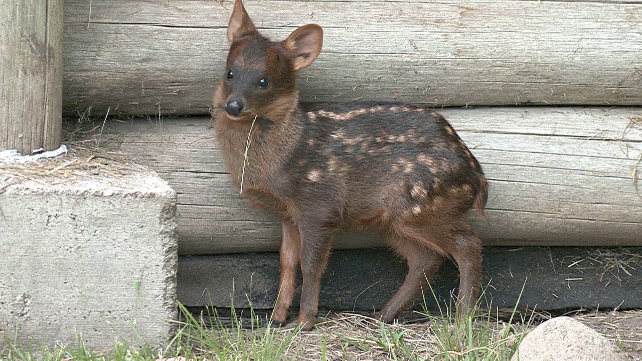 Редкий пуду родился в аргентинском зоопарке