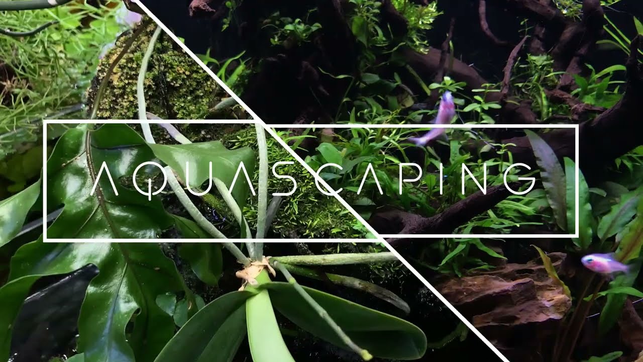 CTAQUASCAPING - L' arte naturale in un acquario