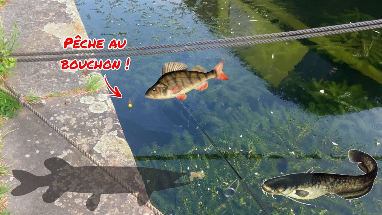 PÊCHE au VIF en rivière, ça va DÉROULER fort !!