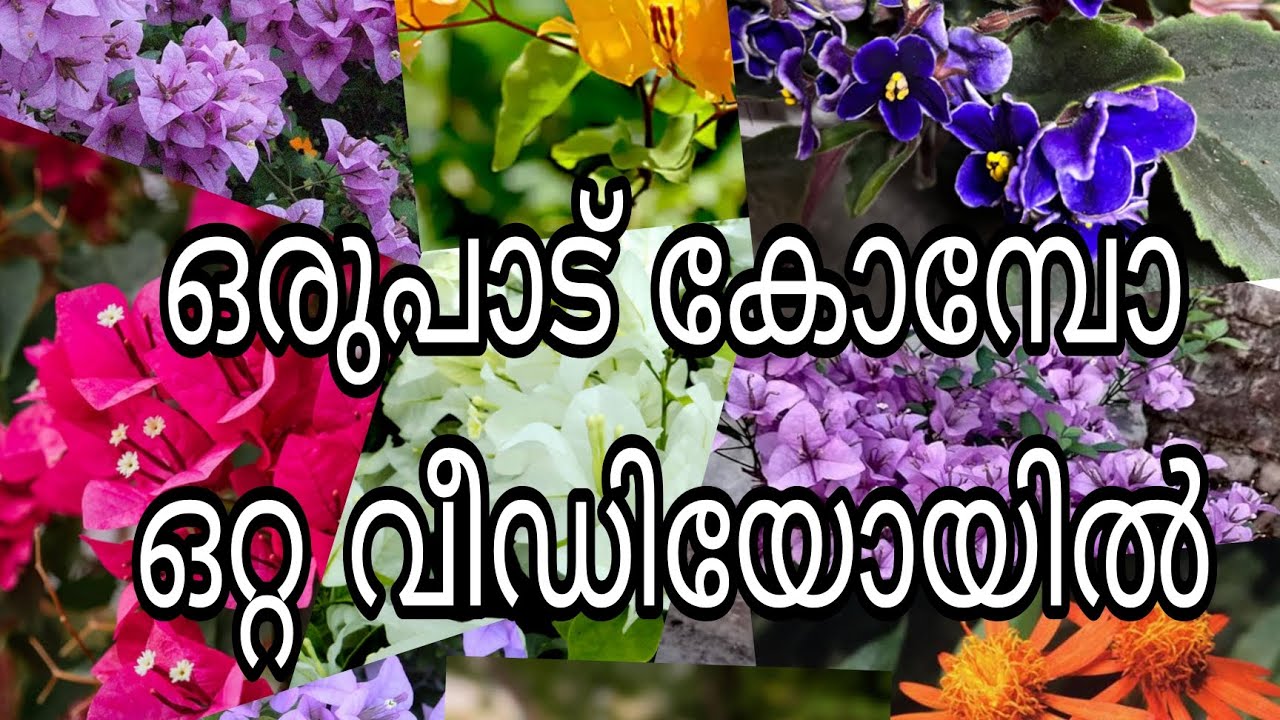 ഒരുപാട് കോമ്പോ ഒറ്റ വീഡിയോയിൽ 😍😍😍😍😍😍😍😍😍😍😍😍🥳🥳😍😍😍😍😍😍😍😍😍😍😍😍😍😍😍😍😍😍😍😍😍🥳😍🥳🥳