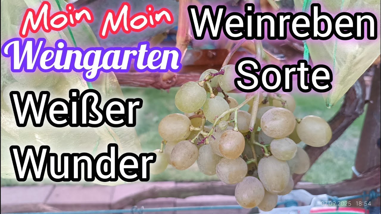 Weinrebe Wei&szlig;er Wunder. Белое Чудо 