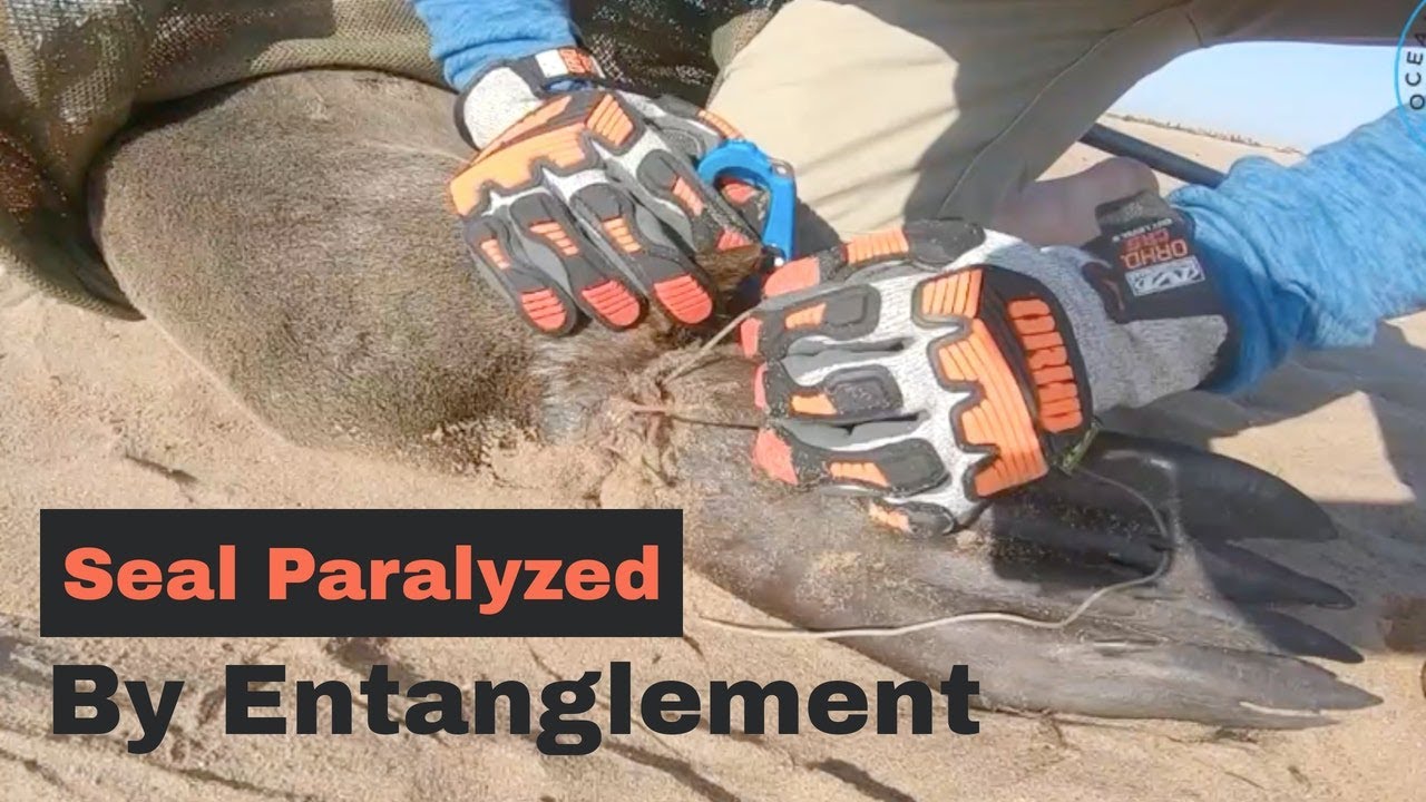 Seal PARALYZED by fishing line