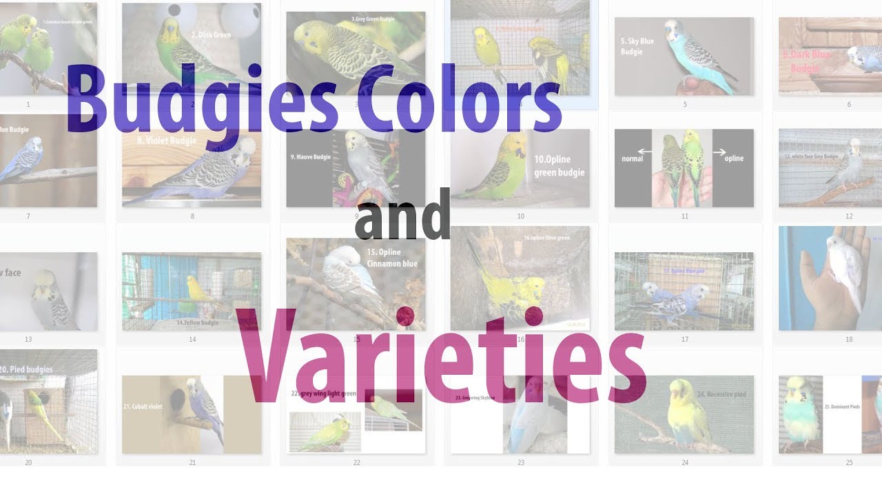 Budgies colors and variety