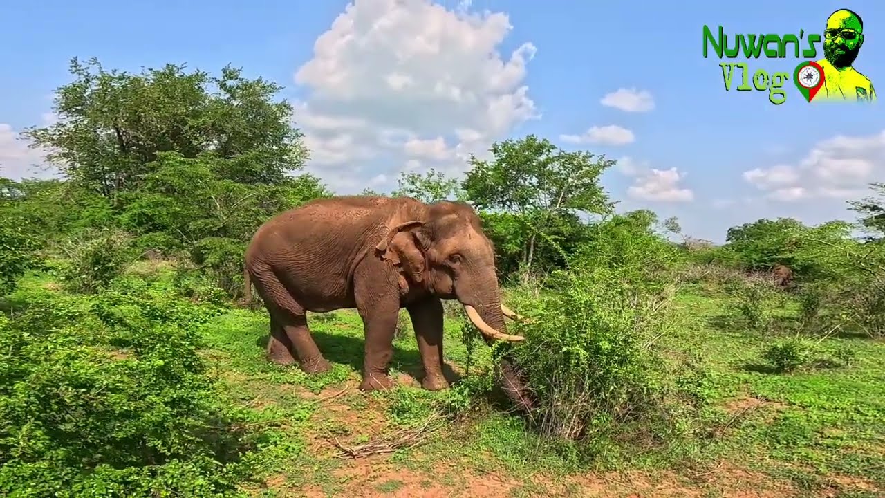උඩවලව ජාතික වනෝද්‍යානය | Udawalawa National Park