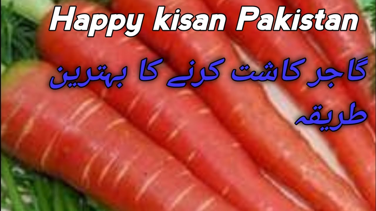 گاجر لگانے کا طریقہ||گاجر لگائیں اور خوب منافہ کمائیں,