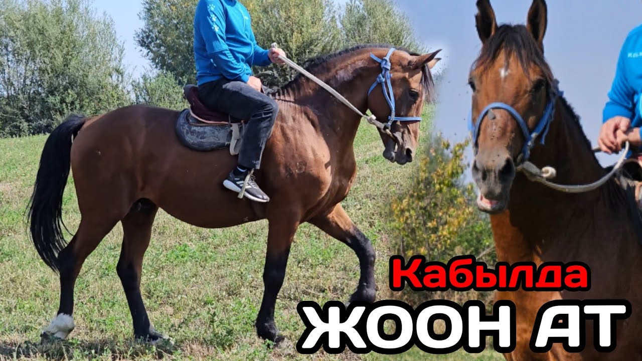 мына ЖООН АТ ЖАР-ООЗДО