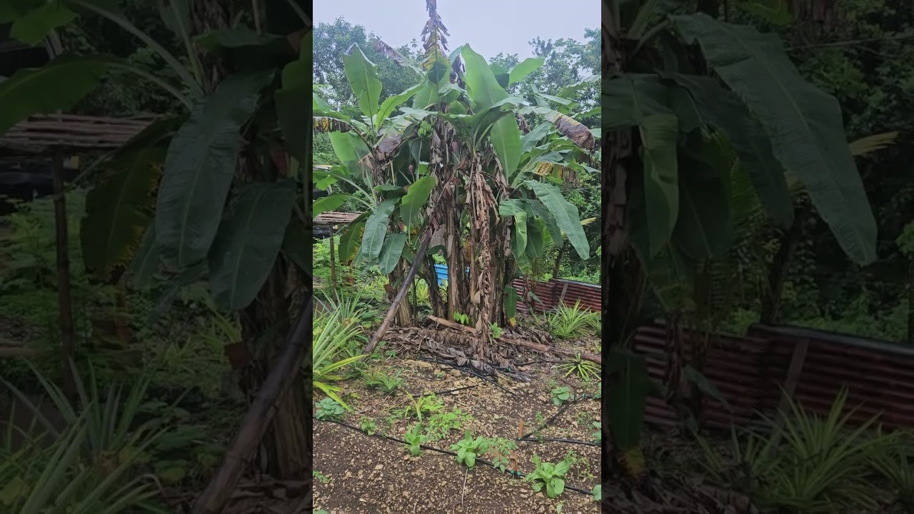 Self sufficient on a 1/2 acre farm in Portland,  Jamaica. 
