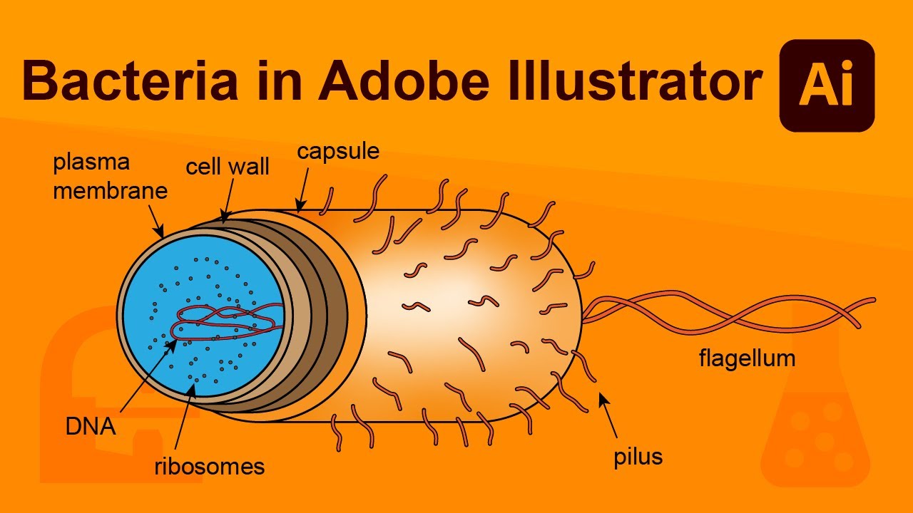 Bacteria in Adobe Illustrator