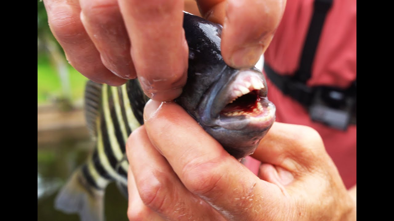 Fishing for Tacos | Sarasota Fl.